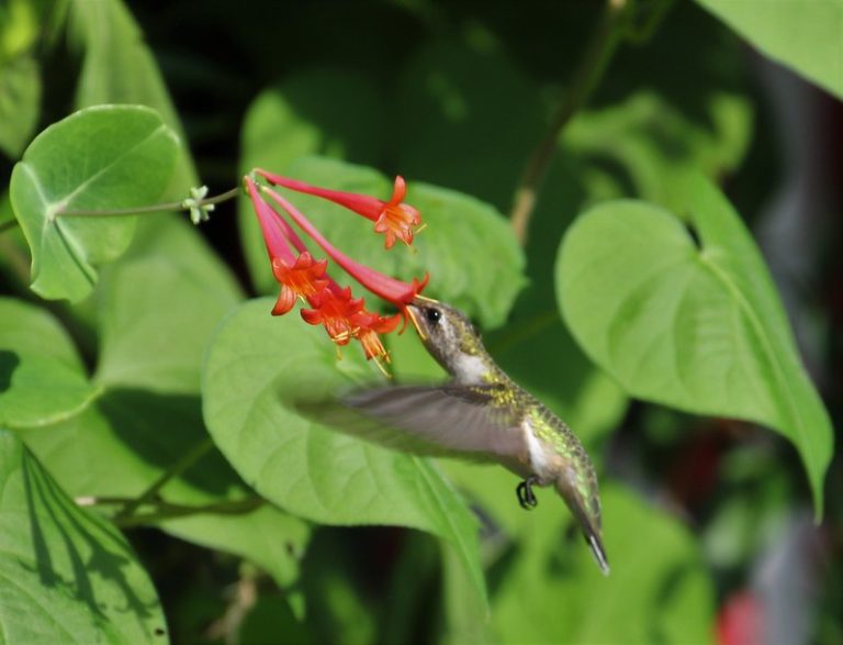 Foto reprezentativă: Îngropat în caprifoi, 5 august 2018, ©Sam0hsong