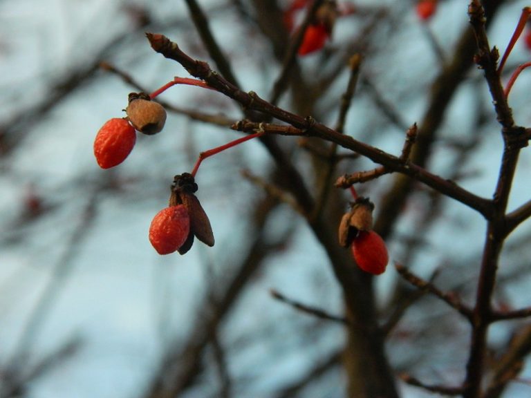 Foto reprezentativă: Boabe mici, 5 decembrie 2011, ©Elizabeth E
