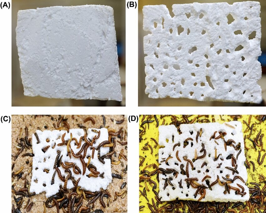 Foto: Comparație polistiren înainte și după ce a fost consumat de larva keniană, ©ResearchGate