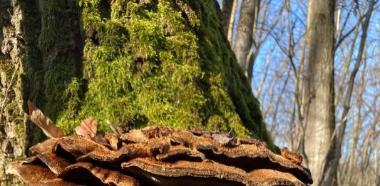 Foto: Ciupercă de copac, pădurea Băneasa, ©Asociația Parcul Natural Văcărești