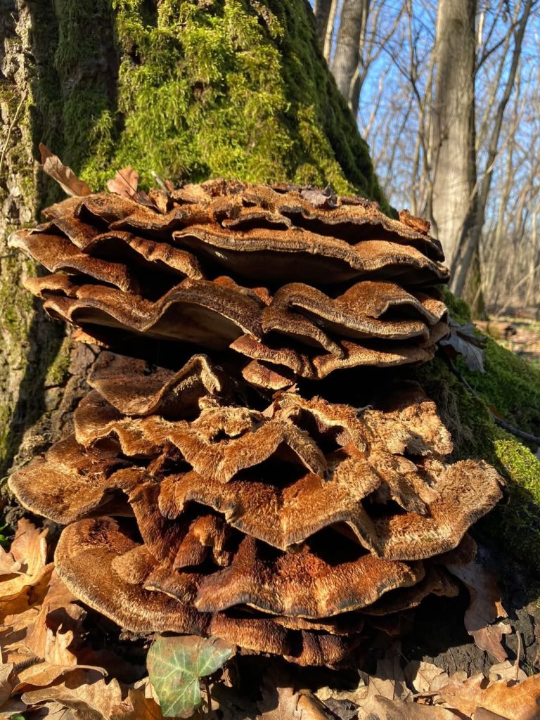 Foto: Ciupercă de copac, pădurea Băneasa, ©Asociația Parcul Natural Văcărești