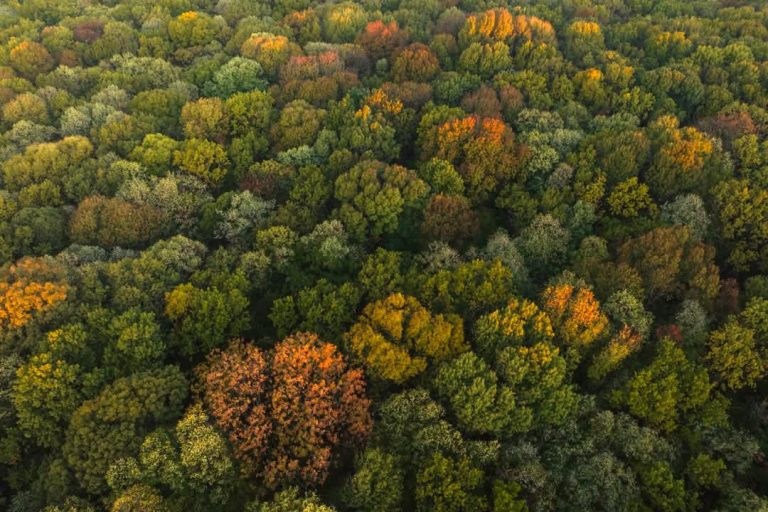 Foto reprezentativă: Pădure de foioase, ©Asociația Parcul Natural Văcărești