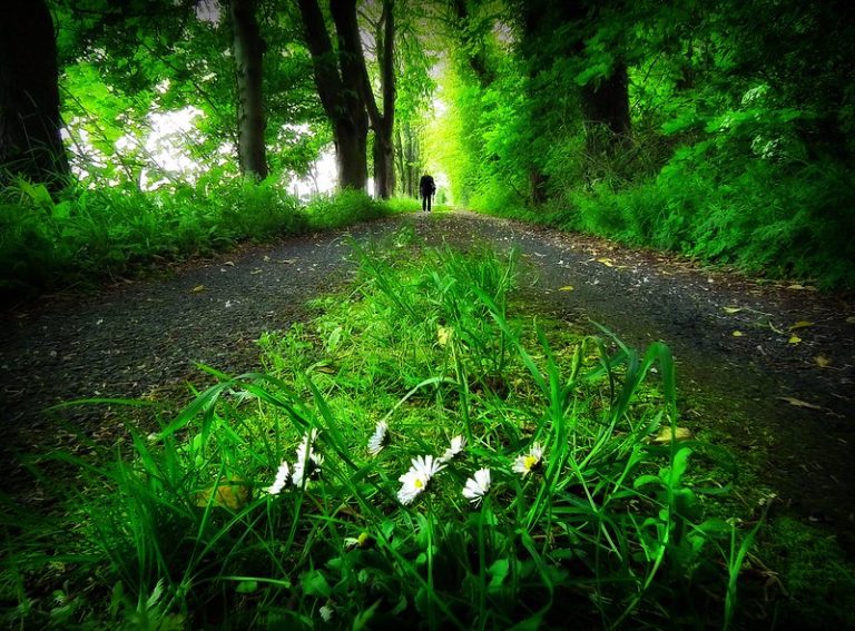 Foto reprezentativă: Verde, 18 mai 2014, ©Douglas Hamilton