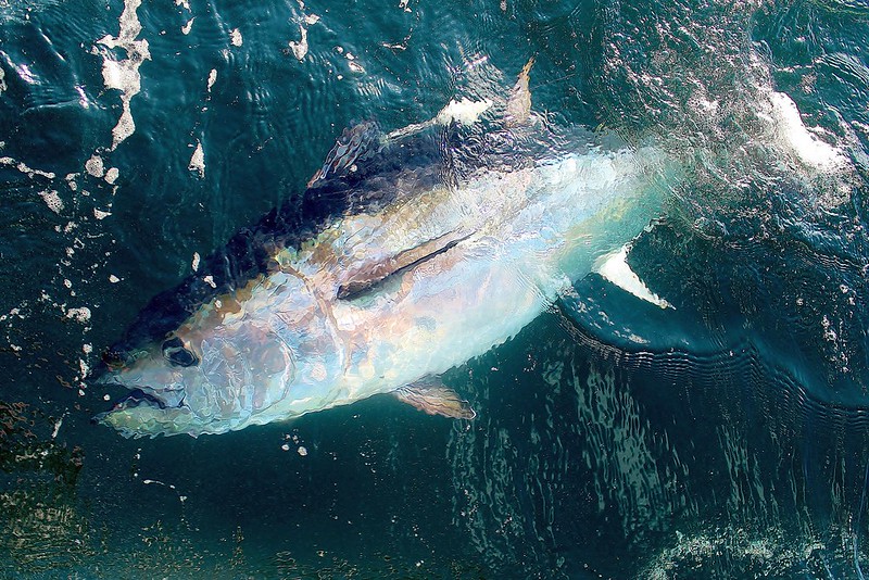 Foto: Studentul absolvent al VIMS Willy Goldsmith a surprins această imagine a unui ton roșu din Atlantic în Oceanul Atlantic, la sud de Martha’s Vineyard, Massachusetts. Înfățișează un pește de 45kg, echipat cu o etichetă de arhivă prin satelit pop-up, înotând departe după eliberare. Eticheta face parte dintr-un studiu care își propune să estimeze mortalitatea după eliberare a tonului roșu din Atlantic prins în pescuitul de agrement ușor, 7 august 2016. Sursa: VA Institute of Marine Ascience | Flickr