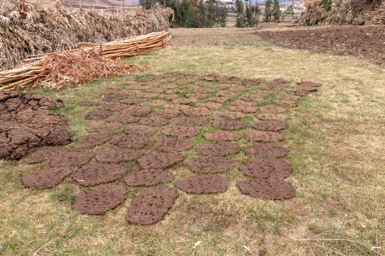 Foto: Vizită pe teren la Debre Birhan, Etiopia, pe 26 martie 2019, de către echipa care implementează Programul pentru sisteme de creștere a animalelor inteligente (PCSL). Balega de vite este transformată în turte care sunt așezate la soare pentru a se usuca. Este apoi stivuit în „pereți” mici pentru depozitare și ulterior folosit ca combustibil pentru gătit produse tradiționale (injera) Sursa: ILRI/Sonja Leitner | Flickr