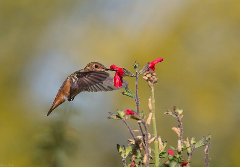 Foto reprezentativă: Femelă de colibri în lumina dimineții, 2 iubie 2018, ©Mrinmoy Nag