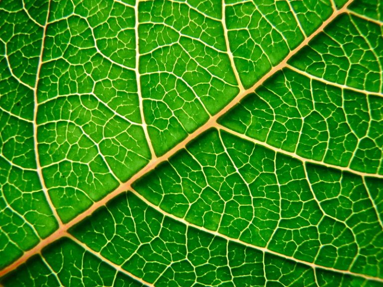 Foto reprezentativă: Oraș verde, 16 decembrie 2010, ©Tom&Carla Bolton