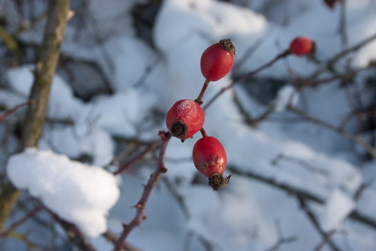 Foto reprezentativă: Fructe de pădure în zăpadă, 24 decembrie 2010, ©Lil'Mumpa