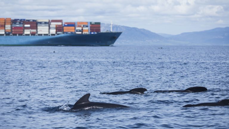 Transportul maritim sufocă oceanele. Europa vrea să-l curețe