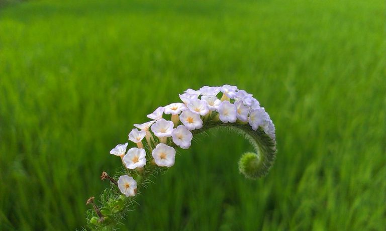 Foto reprezentativă: Floare sălbatică, 3 aprilie 2014, ©Samim Hasan