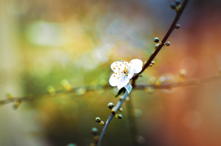 Foto reprezentativă: O floare singură, 28 februarie 2016, ©M.G. Kafkas