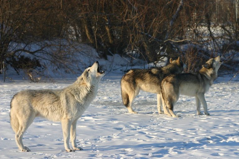 Foto reprezentativă: Lupi, 30 ianuarie 2004, ©William Waller