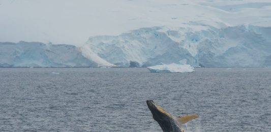 Foto reprezentativă: Balena cu cocoașă din Antarctica, 3 februarie 2019, ©Tim Melling