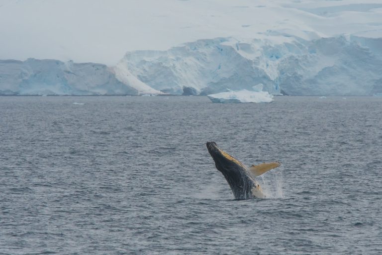 Foto reprezentativă: Balena cu cocoașă din Antarctica, 3 februarie 2019, ©Tim Melling