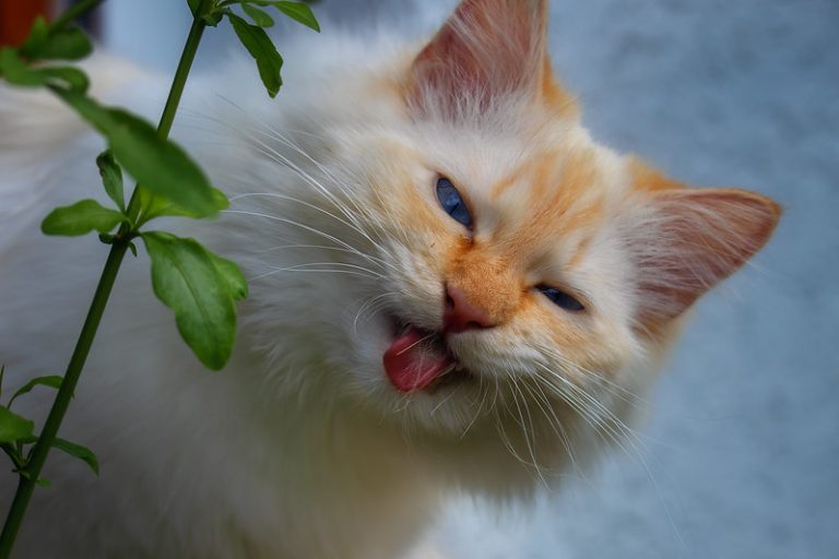 Foto reprezentativă: Uite, n-am frunze pe limbă!, 28 iulie 2019, ©Regina