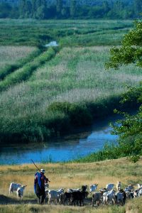 Gârla Mare, Arhiva Coca-Cola România