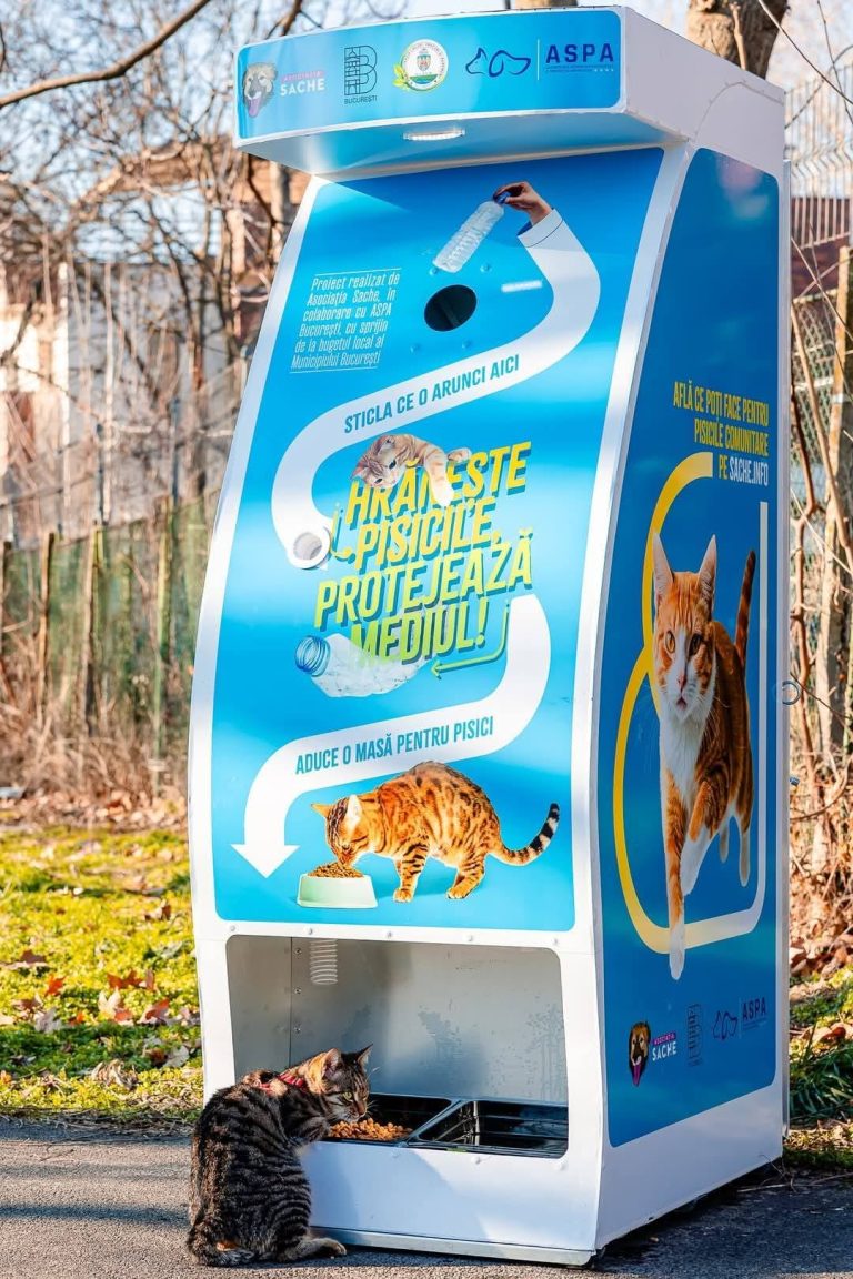 Foto: Automat hrană pisici, Primăria Municipiului București/Fb
