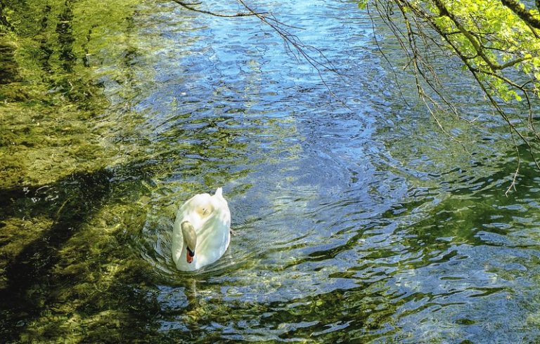 Foto reprezentativă: O lebădă pe râul Blau, Germania, 25 aprilie 2014, ©Henry Bülow