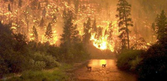 Foto reprezentativă: Incendiu de vegetație, 20 iulie 2009, ©Tempac
