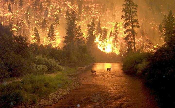 Foto reprezentativă: Incendiu de vegetație, 20 iulie 2009, ©Tempac