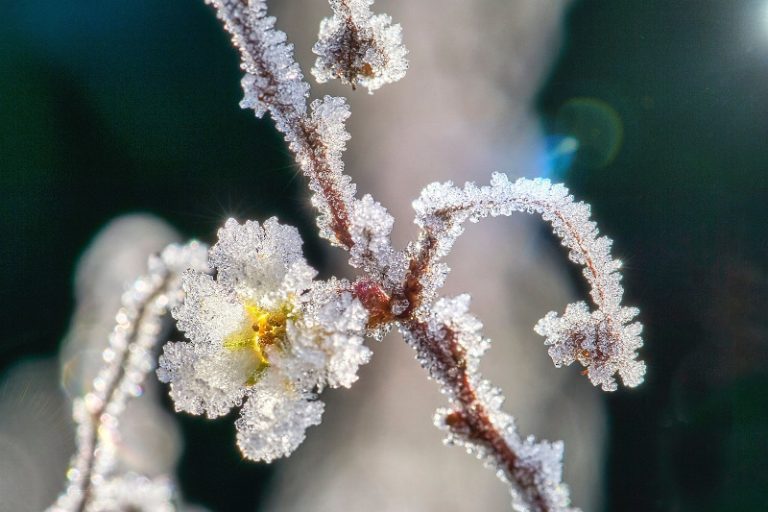 Schimbările climatice lasă România fără fructe și legume