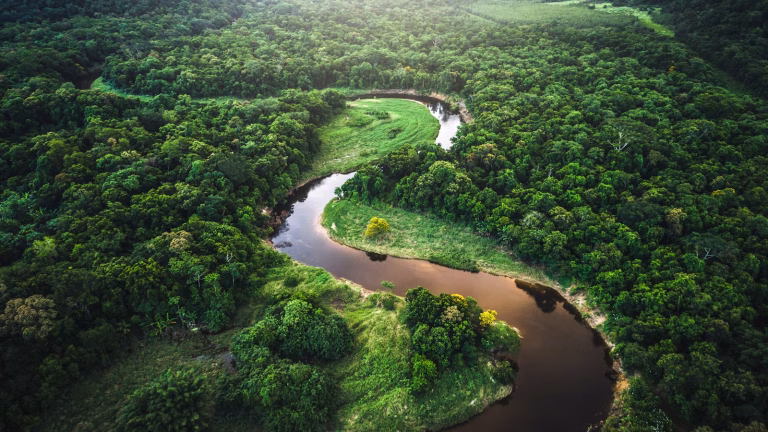 Foto: Regele Pădurii Atlantice din Brazilia, ©SGS