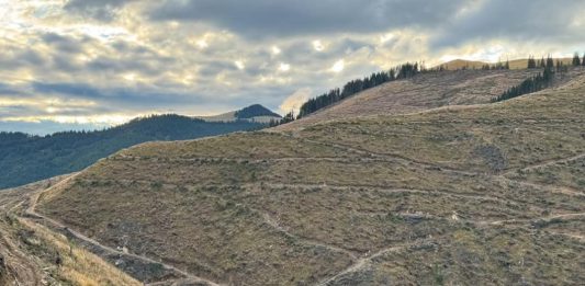 Foto: Despădurire Vatra Moldoviței, Suceava, ©Agent Green