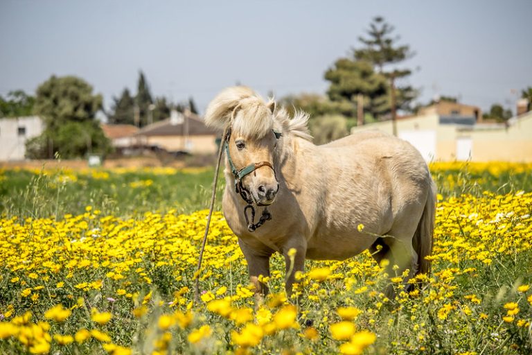 Foto reprezentativă: Ponei la plimbare, 13 aprilie 2019, ©jjulio2311