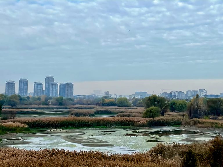 Foto: Parcul Natural Văcărești, ©Asociația Parcul Natural Văcărești