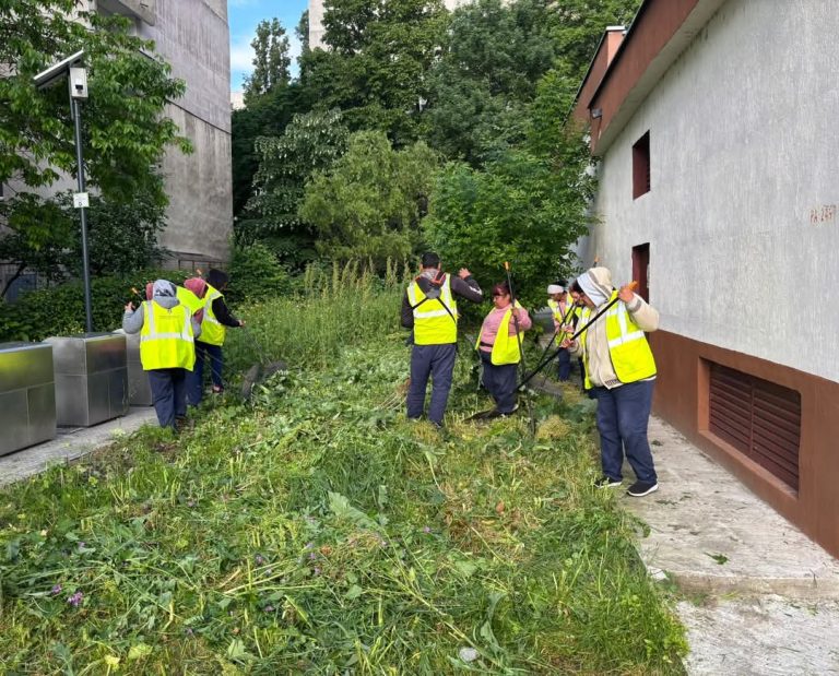 Foto: Lucrări de curățare ambrozie, ©Primăria Sectorului 6