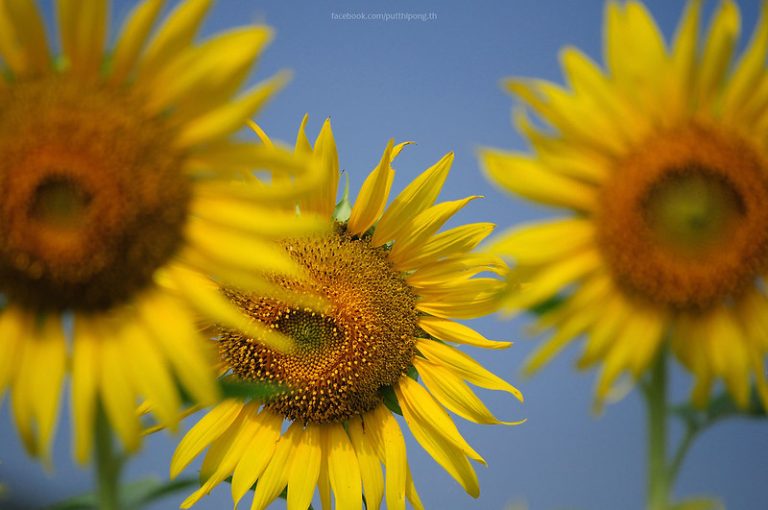 Foto: Floarea soarelui, 7 septembrie 2014, ©Putthipong Thongsu