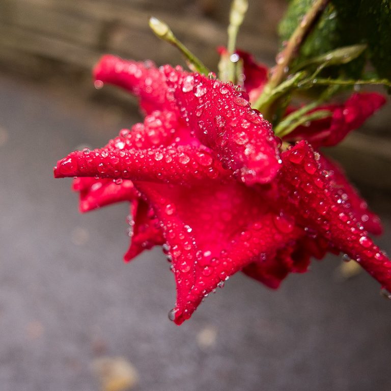 Foto: Trandafir ud, 12 iunie 2016, ©Phoebe | Flickr