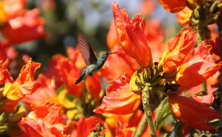 Foto: Pasărea colibri de smarald și arborele lalea African, 2 mai 2009, ©Flávio Cruvinel Brandão | Flickr