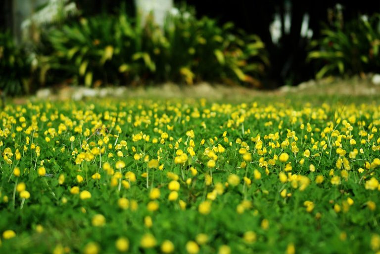 Foto: Creația naturii, 31 mai 2009, ©NURUL HAFILAH | Flickr