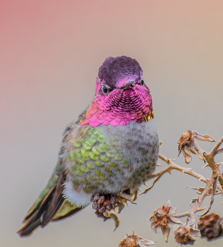 Foto: Mic și natural, 2 februarie 2018, ©Tom | Flickr