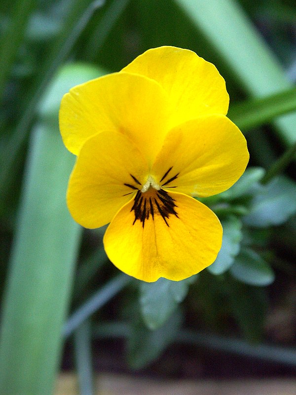 Foto: Floare, 7 aprilie 2007, ©emsee | Flickr