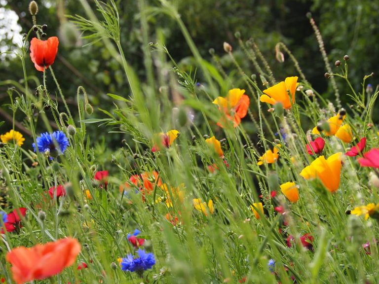Foto: Luncă de vară, 17 august 2011, ©Rambling rosez | Flickr