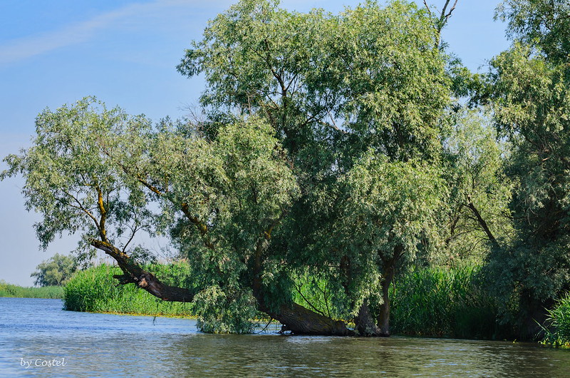Foto: Delta Dunarii/ Danube Delta, Romania Sursa: Costel Slincu | Flickr