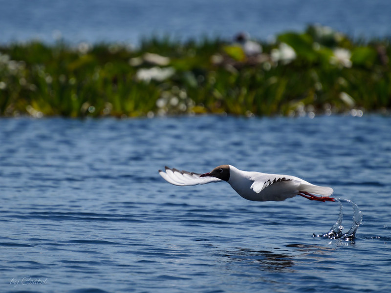 Foto: Pescăruș cu cap negru, Delta Dunarii/ Danube Delta, Romania Sursa: Costel Slincu | Flickr