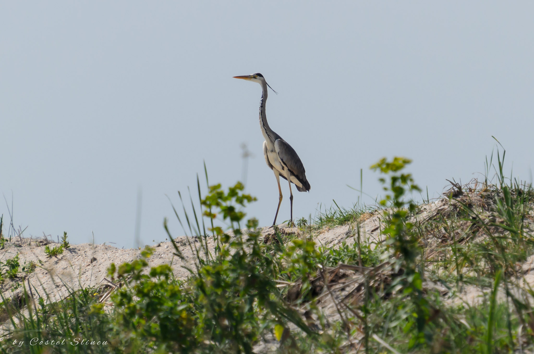 Foto: Delta Dunarii/ Danube Delta, Romania Sursa: Costel Slincu | Flickr