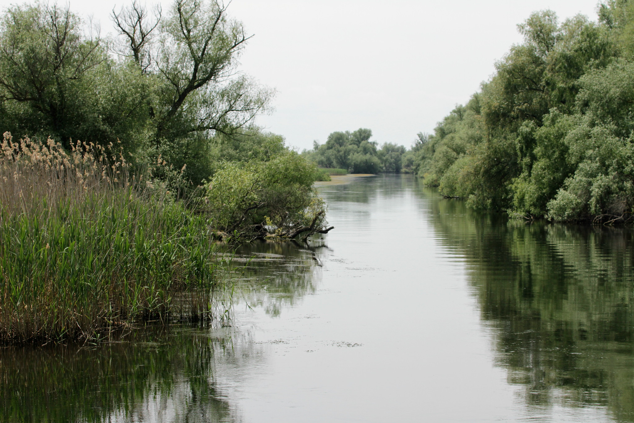 Foto: Delta Dunării, 15 mai 2015 Sursa: Mark Abel | Flickr