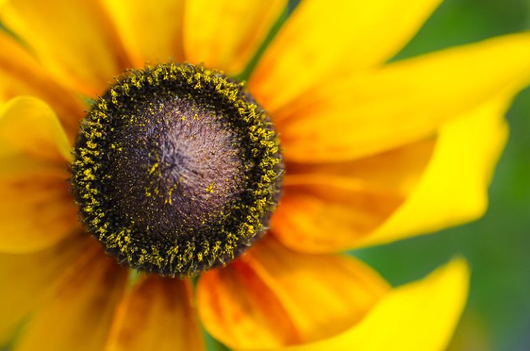 Foto: Floare, 2 iulie 2015, ©Busz | Flickr