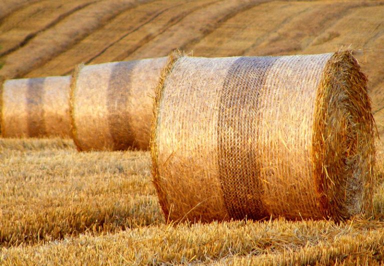 Foto: Vara, 23 iulie 2016, ©Halina P. | Flickr