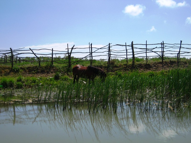 Foto: Delta Dunarii / Danube Delta, 2009 Sursa: macchi | Flickr