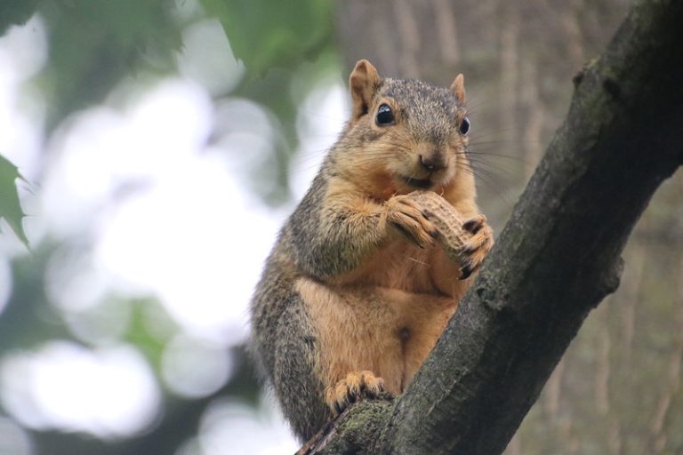 Foto: Veveriță în copac, 20 iulie 2018, ©Corey Seeman | Flickr