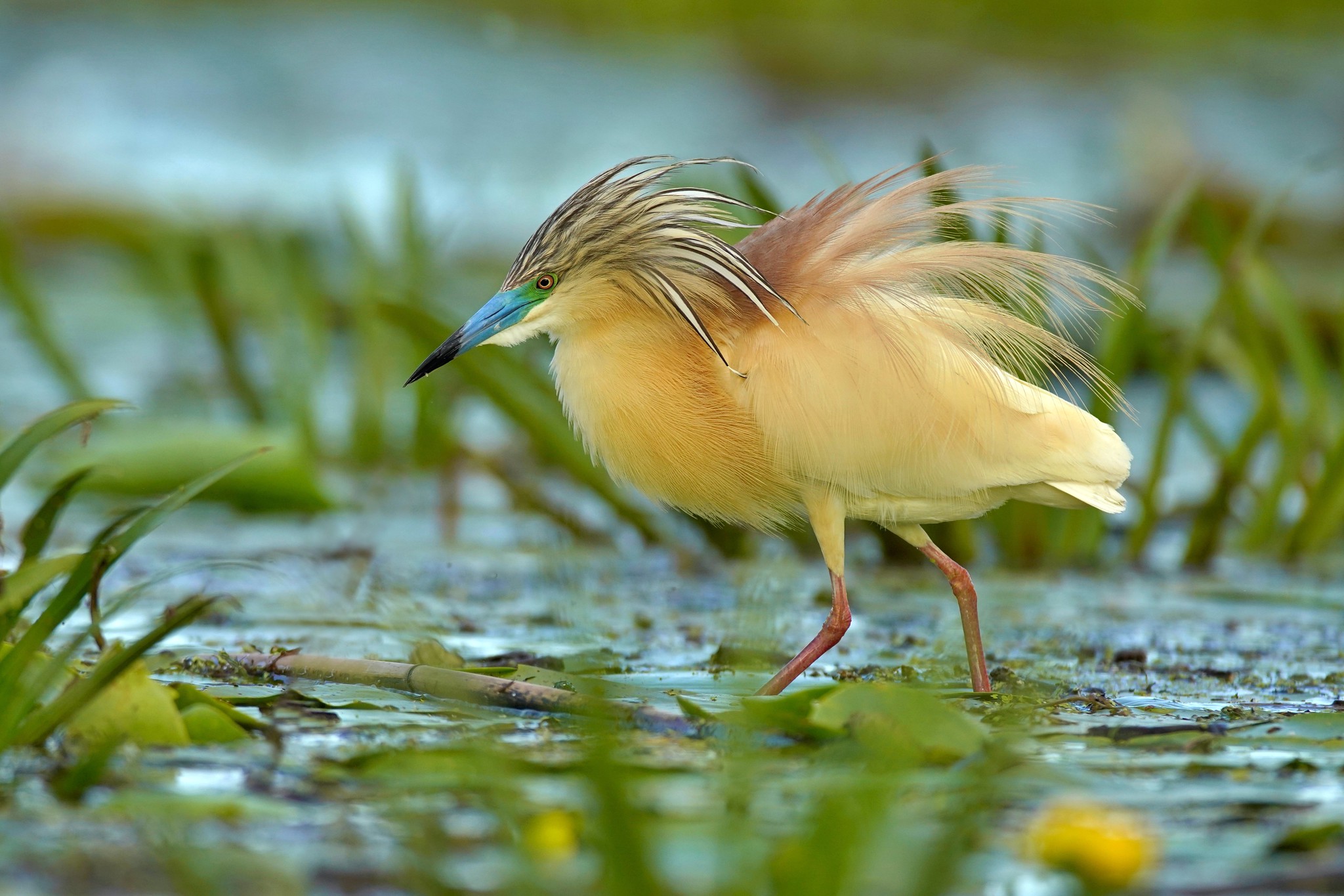 Foto: Stârc de pădure (Squacco Heron / Ardeola ralloides), Delta Dunării, România, 2021 Sursa: Andrej Chudý | Flickr