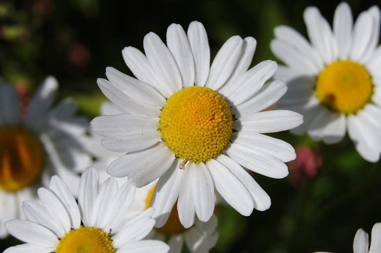 Foto: Florile verii, 24 iulie 2011, ©Bee Stop | Flickr