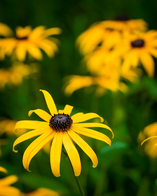 Foto: Flori de vară, 22 iulie 2013, ©hobartj1 | Flickr