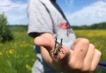 Foto: Educaţie cu vedere la natura Sursa: Asociaţia Colinele Transilvaniei