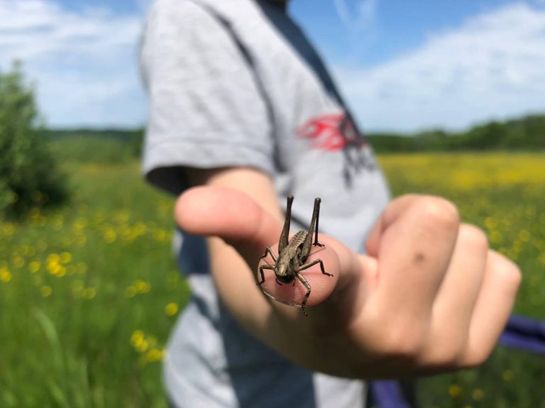 Foto: Educaţie cu vedere la natura Sursa: Asociaţia Colinele Transilvaniei